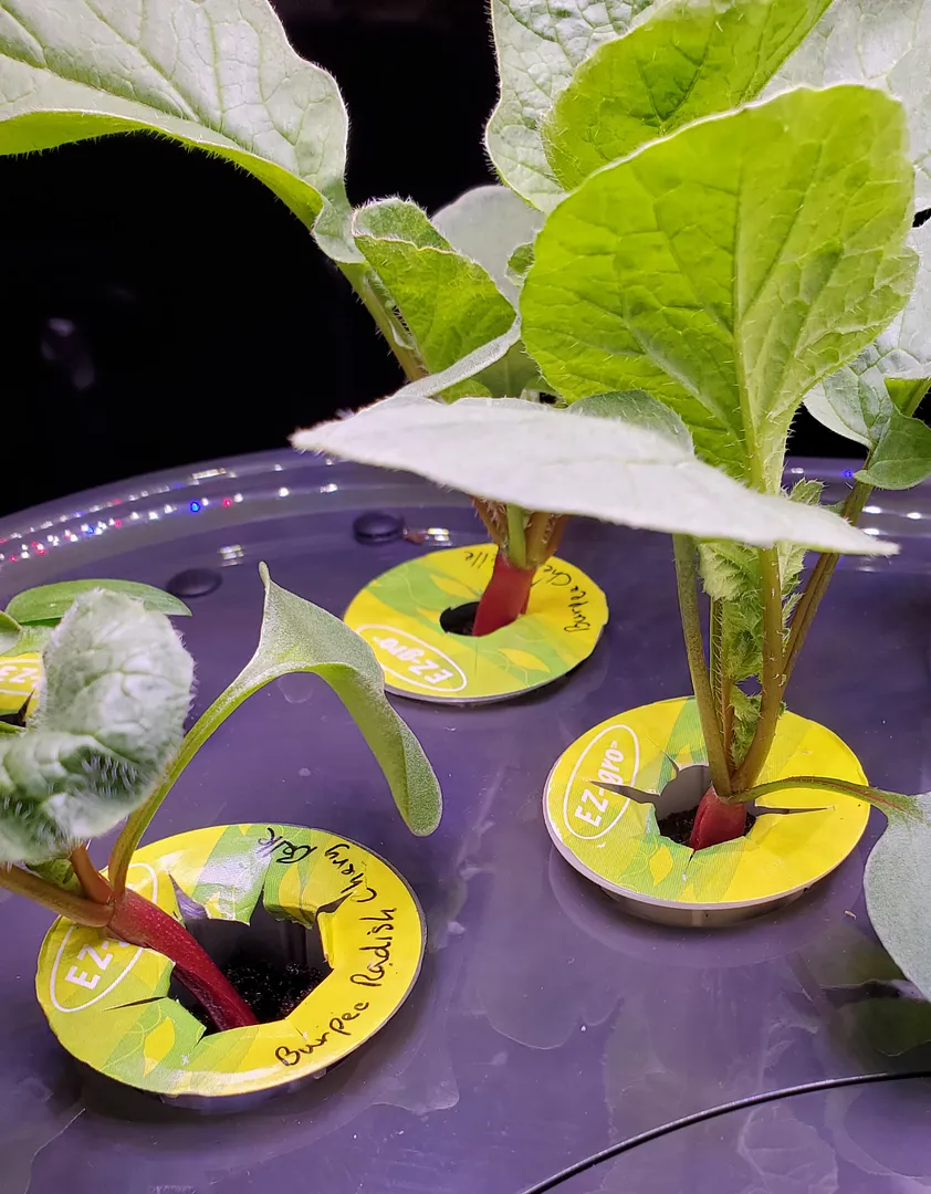 Update #4: It's Day 14, and the radish that's farthest along is really looking like a respectable radish.The other radishes…