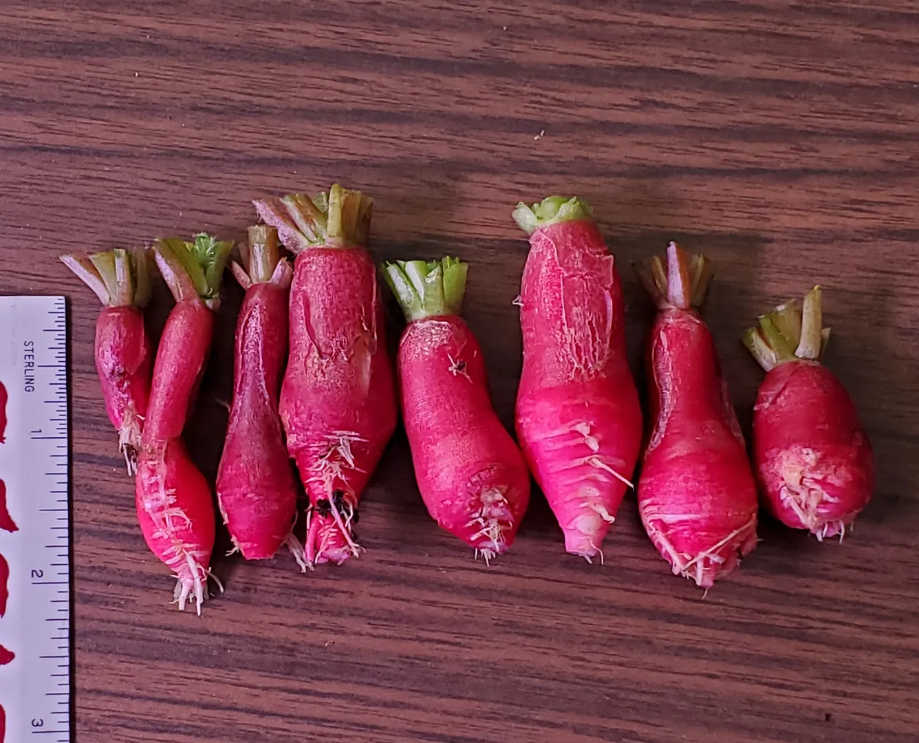 Update #7: Day 19. The radishes portion of this project is ended today (3/6/22). You definitely can grow radishes alongside…