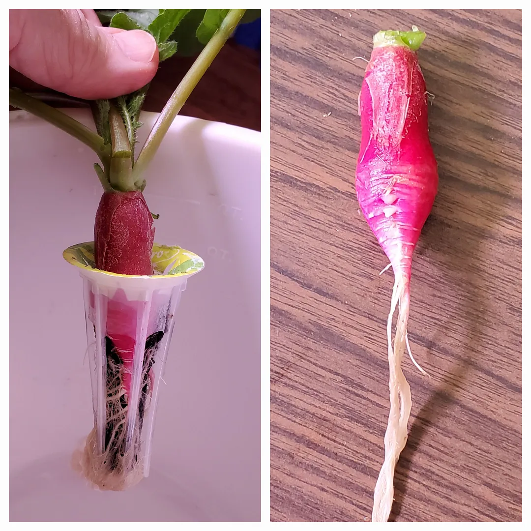Update #7: Day 19. The radishes portion of this project is ended today (3/6/22). You definitely can grow radishes alongside…