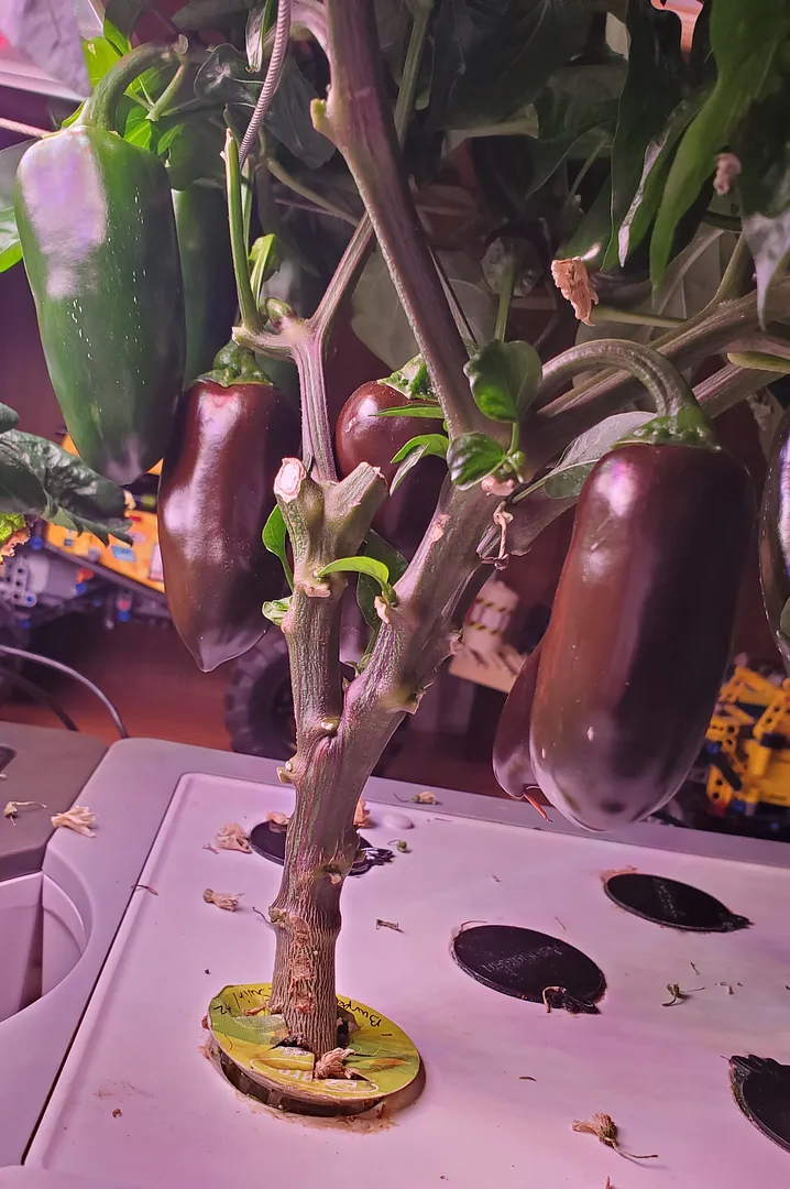 Update #8: Day 112 (6/7/22) for the Ancho Grande and Mocha Swirl peppers.