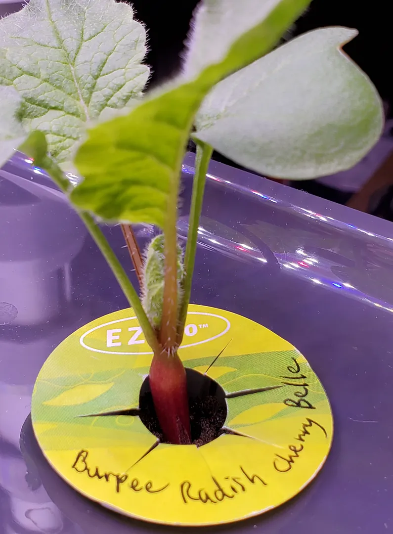Update #3: Day 10. The peppers have germinated. The banana pepper from my saved seeds is in the center in front of the post…