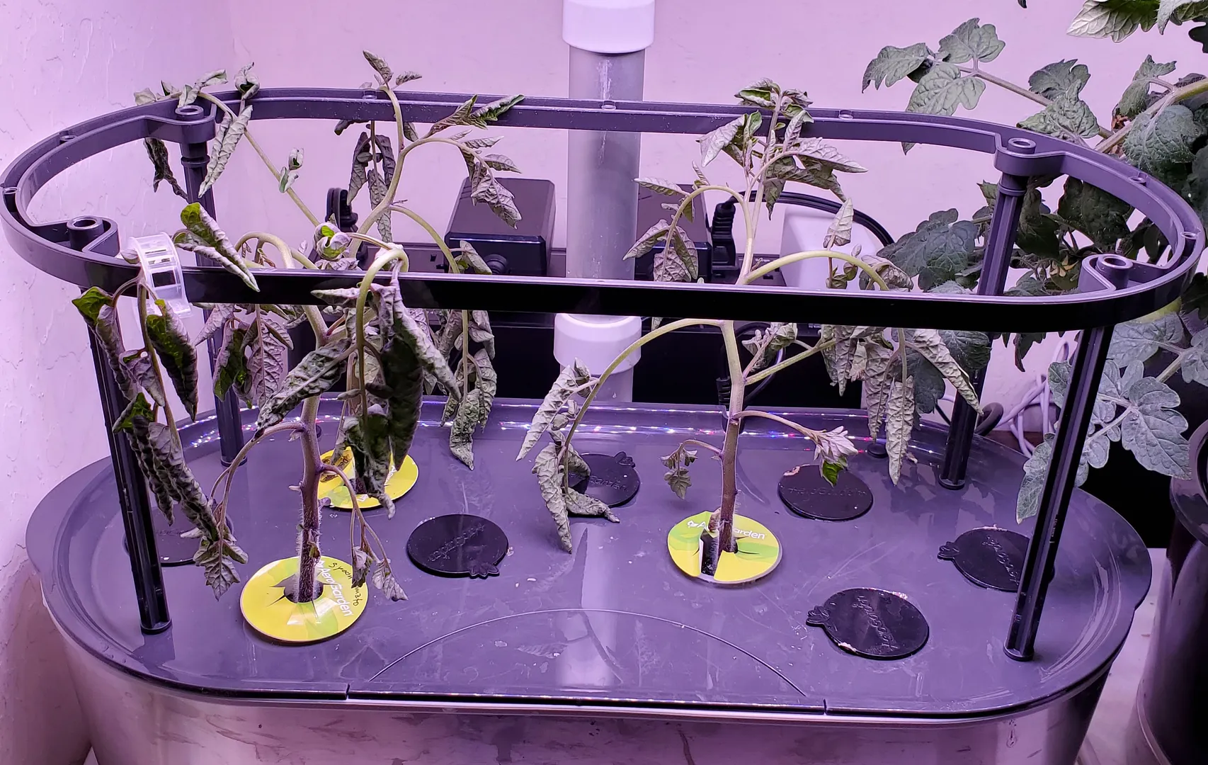 Update #1: A while back, I started some of Baker Creek's "Spoon Tomatoes". They are itty-bitty cherry tomatoes, smaller tha…