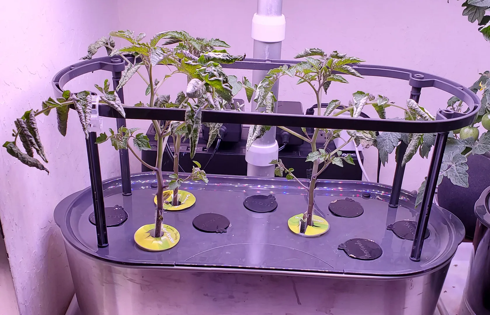 Update #1: A while back, I started some of Baker Creek's "Spoon Tomatoes". They are itty-bitty cherry tomatoes, smaller tha…