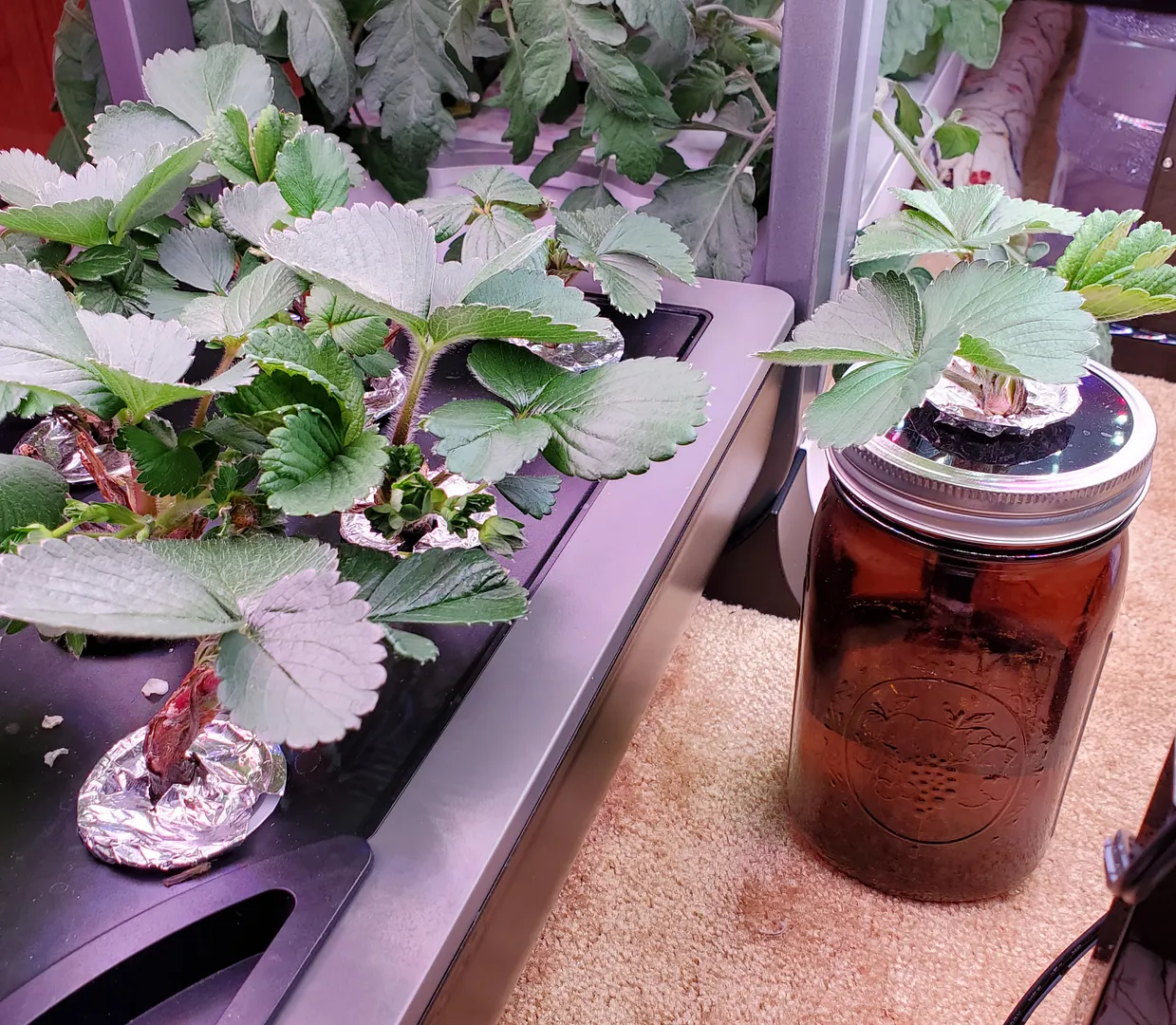 Update #5: Day 14. Time for an R&R, plus 24ml AG nutes. The Kratky (1.5ml nutes in 100ml water--slightly less than a pint) …