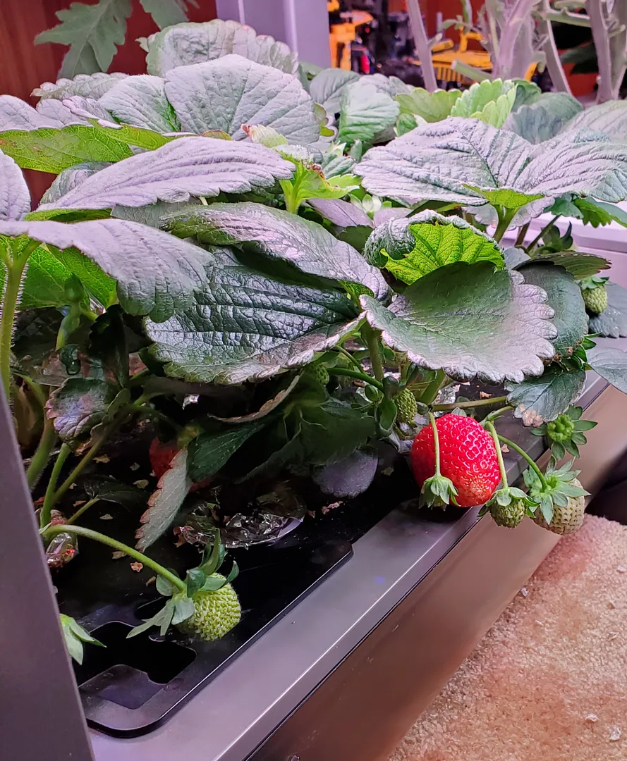 Update #12: Day 36. One ripe strawberry! It tasted like a juicy strawberry, but probably would have been sweeter if given an…