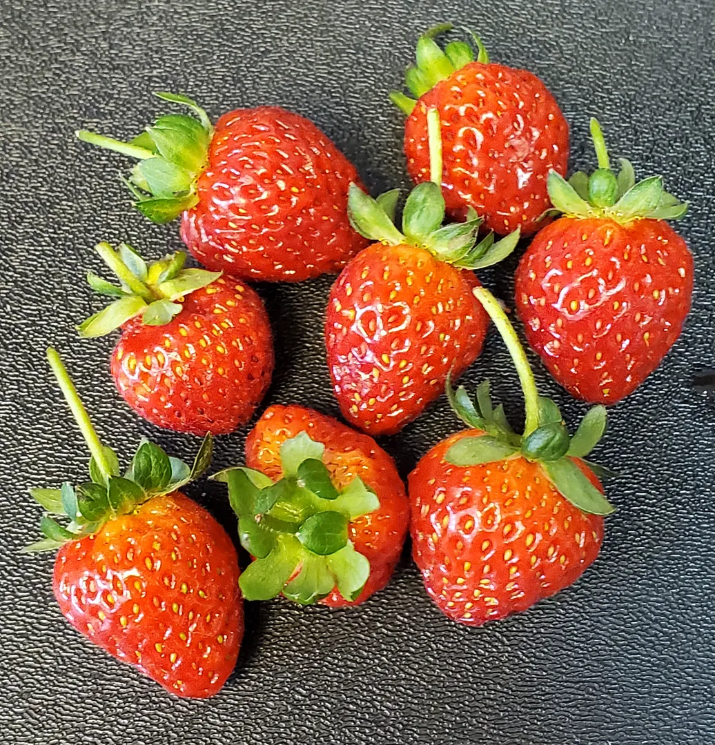 Albion strawberry crowns in a Farm 12 and Kratky: successful fruit with intensive pH management