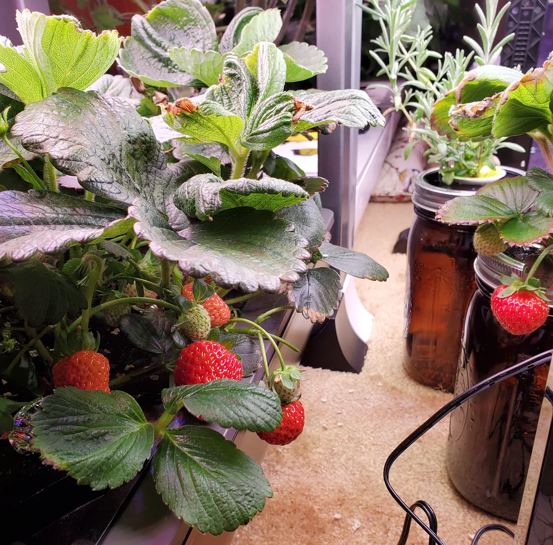 Update #14: Day 44. The strawberries are continuing to ripen. No new blooms, so I need to read up on when to expect more fro…