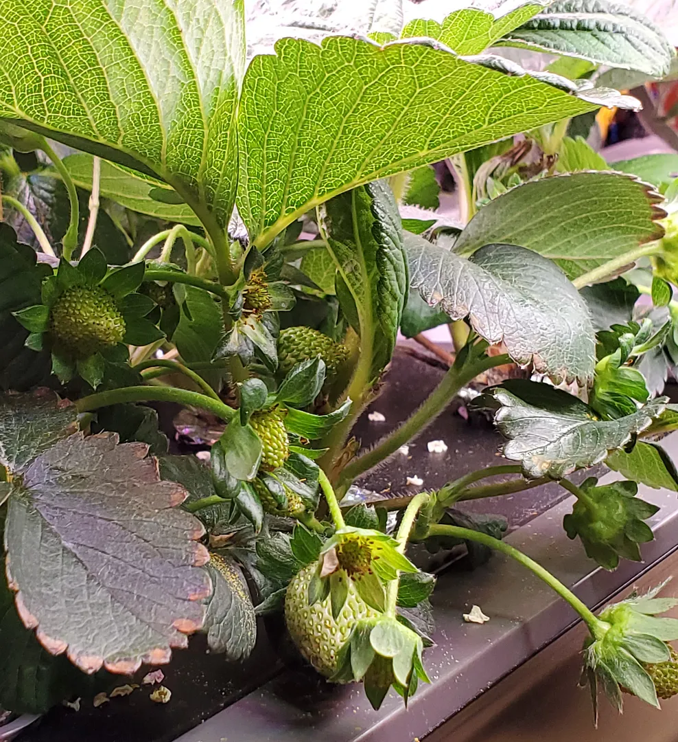 Update #9: Day 29. Strawberries are doing well, but leaves have some brown edges. I'm removing any new leaf sets that are s…
