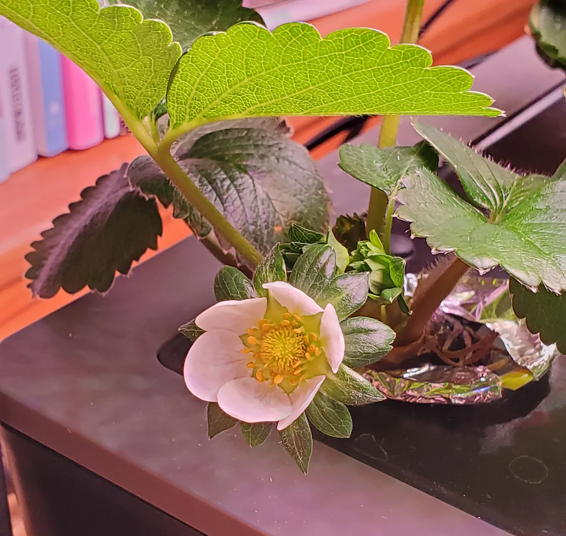 Update #6: Yesterday (3/13/22; Day 22), I gave the Kratky an early R&R, after 1 week. Today it rewarded me with a blossom! …