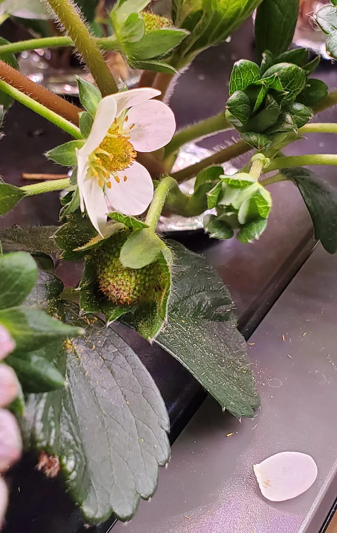 Update #6: Yesterday (3/13/22; Day 22), I gave the Kratky an early R&R, after 1 week. Today it rewarded me with a blossom! …