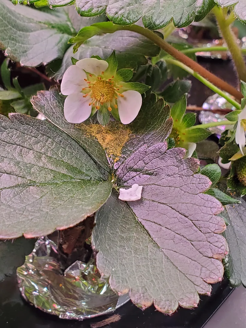 Update #6: Yesterday (3/13/22; Day 22), I gave the Kratky an early R&R, after 1 week. Today it rewarded me with a blossom! …