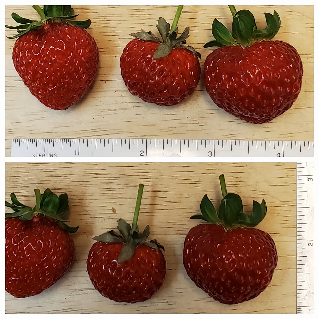 Update #13: Day 40. Today I harvested 6 ripe strawberries (one from the Kratky), and they tasted good but not as sweet as I'…