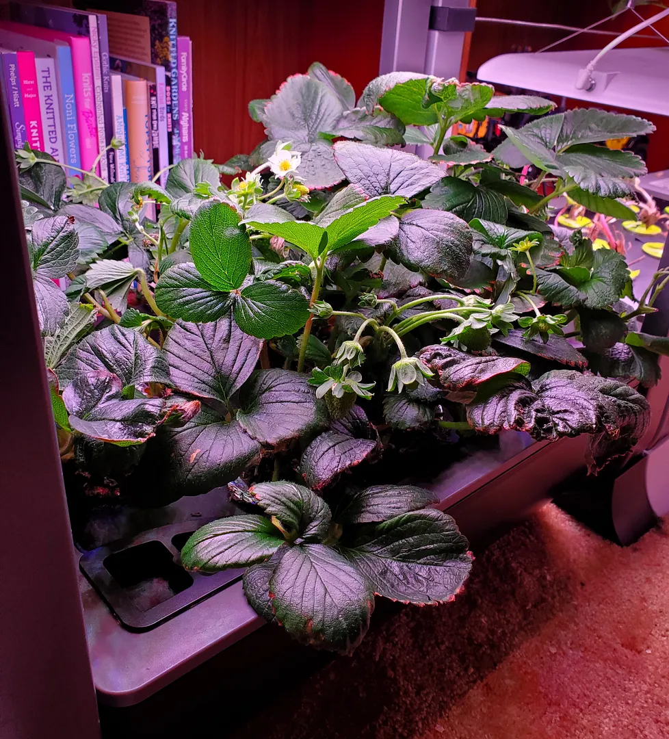 Update #18: Day 88. 5/21/22 update. Strawberries seem to be very sensitive to nutrients and pH! Even with weekly R&Rs, my Al…