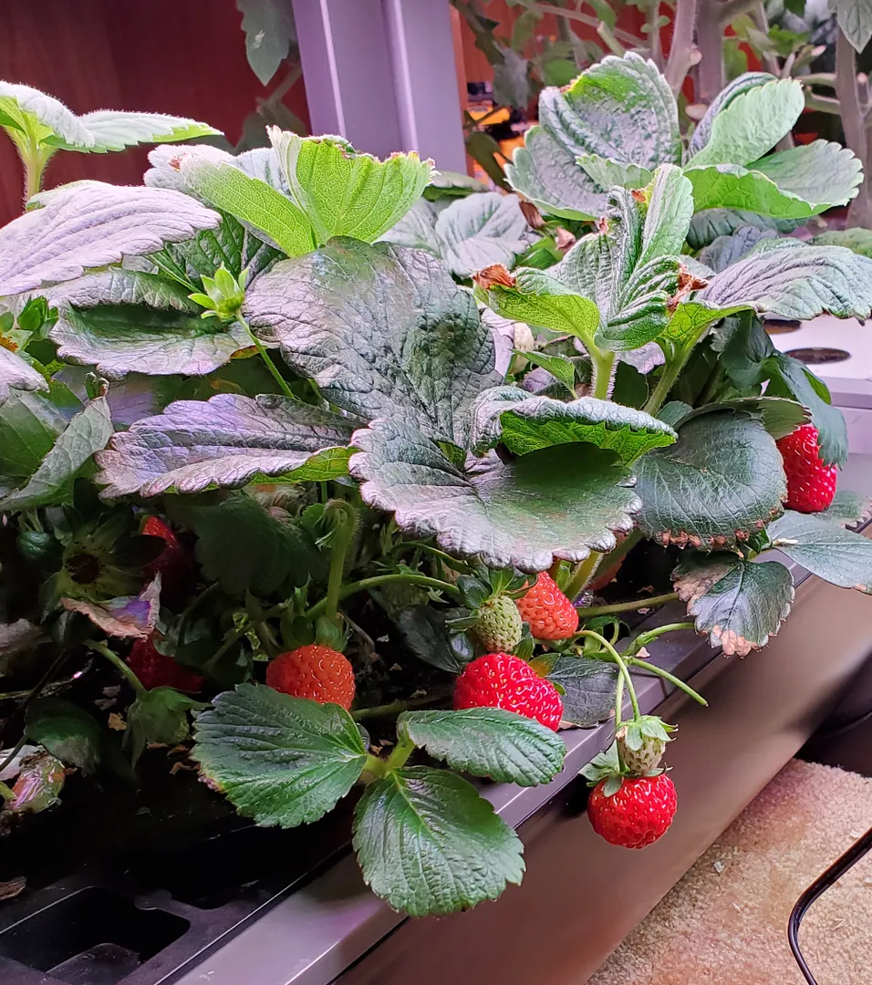 Update #14: Day 44. The strawberries are continuing to ripen. No new blooms, so I need to read up on when to expect more fro…
