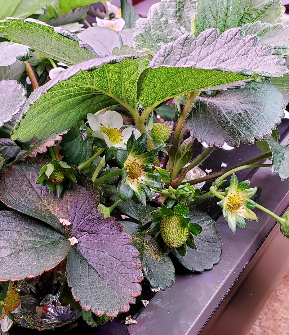 Update #7: It's Day 24, and the strawberry crowns are doing very well. I've no idea why these are growing so fast and easil…