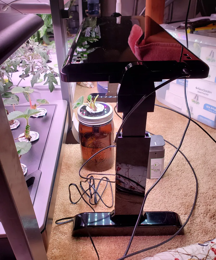 Update #3: So far the strawberry crowns are doing fine, even the one in the Kratky! The AG newsletter had the Grow Light on…