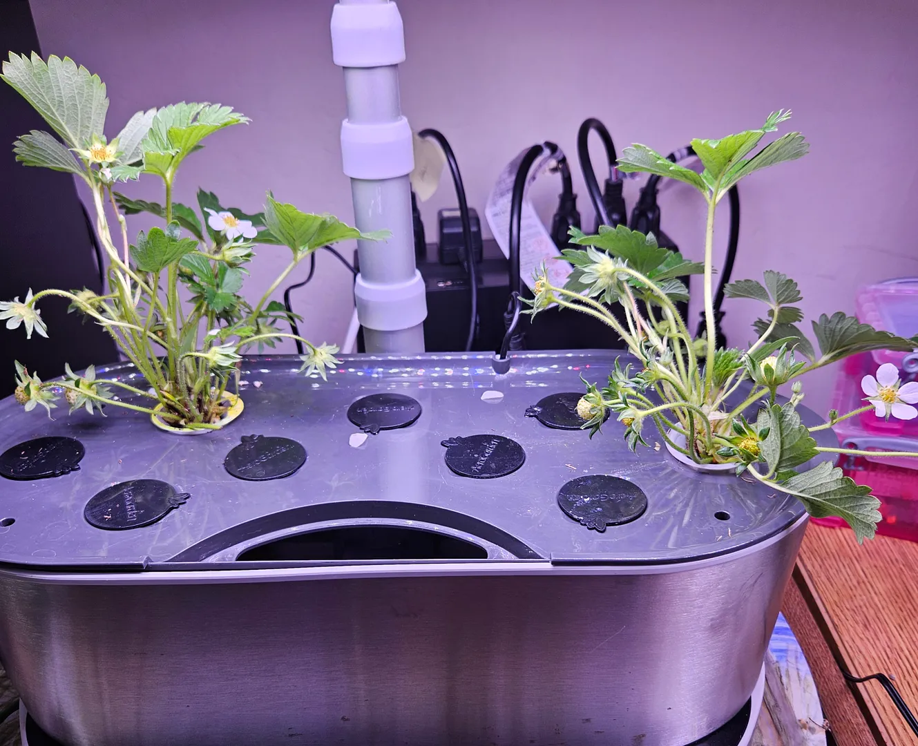 Update #2: Today the roots look like this. I'm not alarmed, yet, because the strawberries that I grew from crowns had pink …