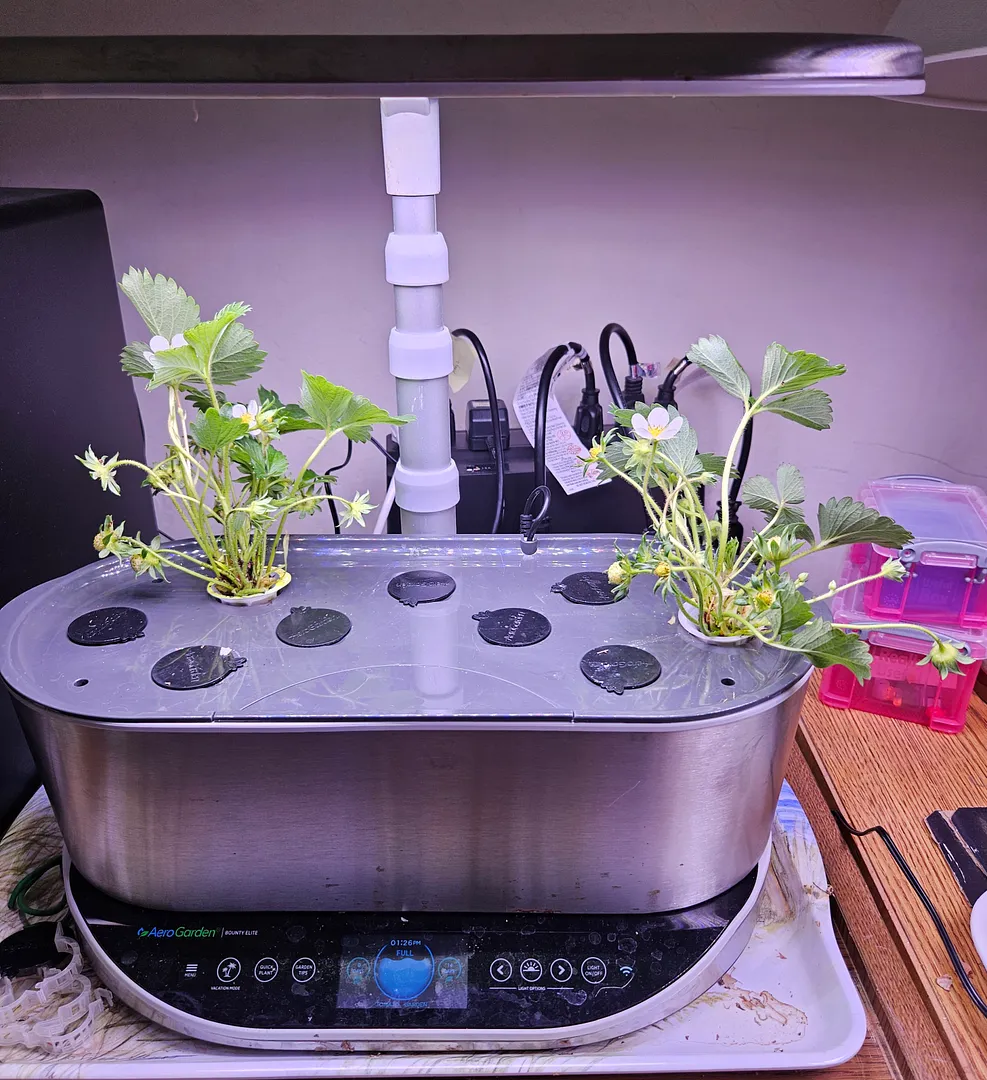 Update #1: In a weak moment last Fall, I ordered a couple of Marshall strawberry plants from Territorial Seeds. The strawbe…