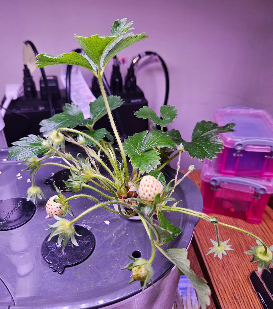 Update #3: By gum, it worked! Berries are growing and ripening, new flowers have appeared in back:Berries are growing and b…
