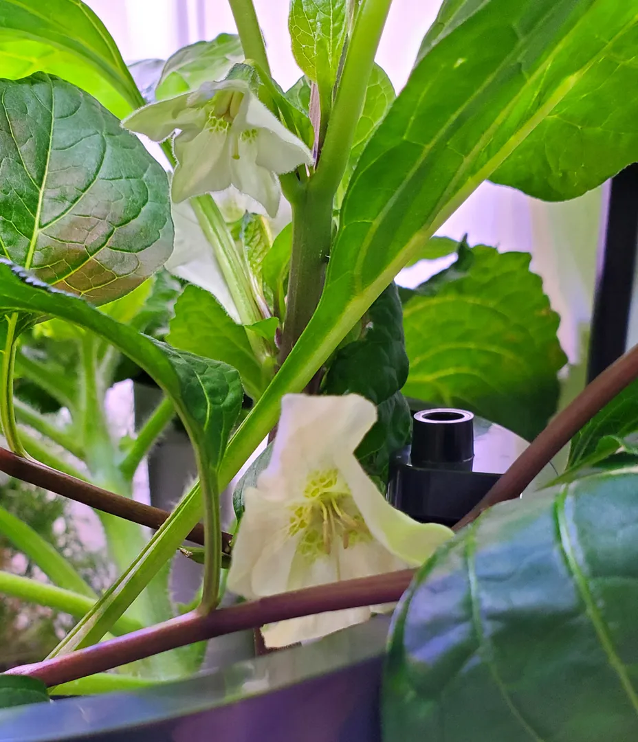 Update #4: Day 52. Today I terminated the Chinese Lantern plant, because it was growing very fast, and producing an unsettl…