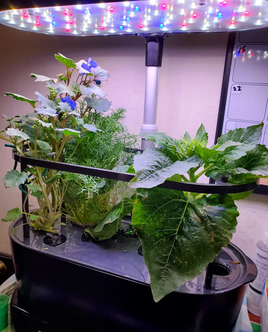 Update #4: Day 52. Today I terminated the Chinese Lantern plant, because it was growing very fast, and producing an unsettl…