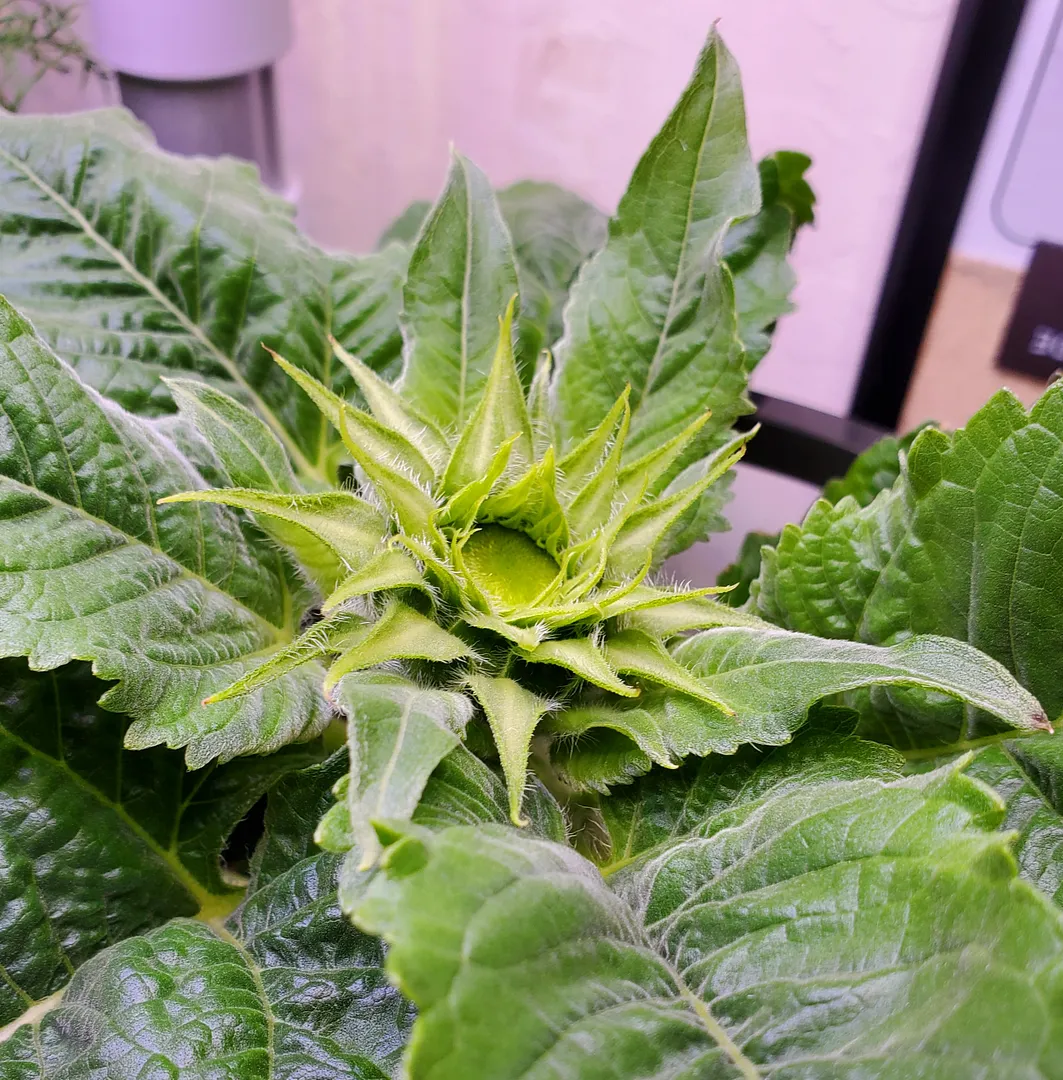 Update #4: Day 52. Today I terminated the Chinese Lantern plant, because it was growing very fast, and producing an unsettl…