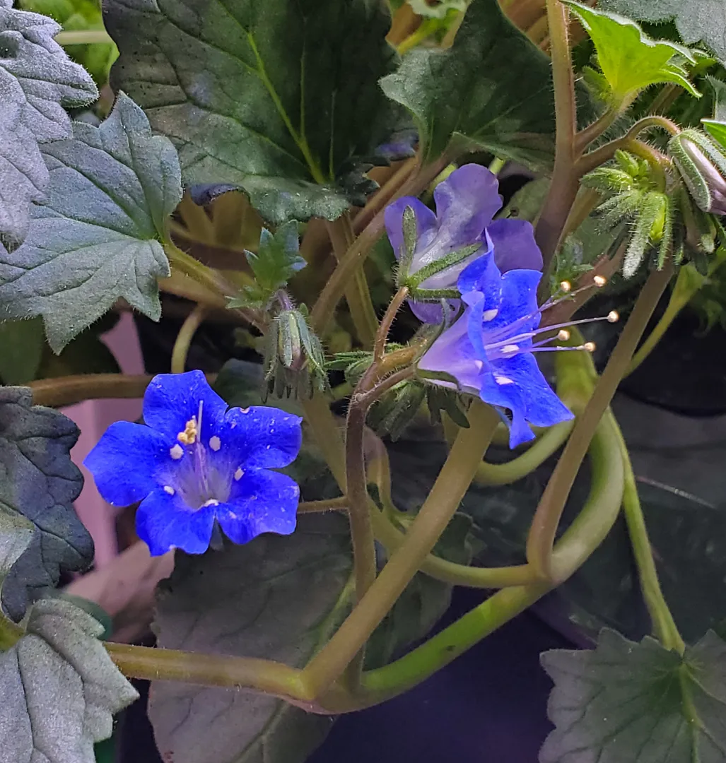 Update #3: Day 41. The plants in this experimental garden were leggy (except for the bird's eye and dwarf sunflower in back…