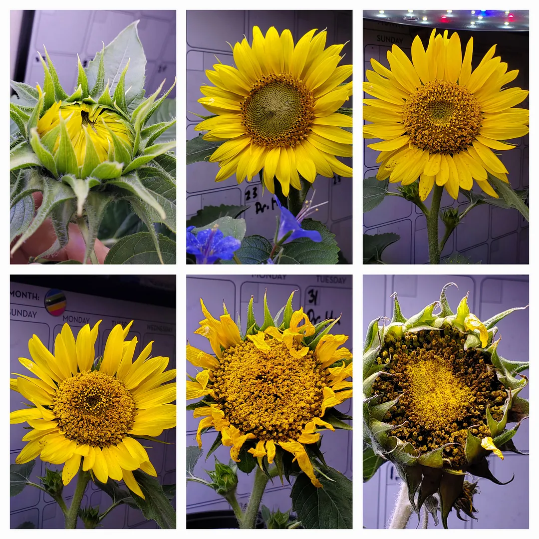 Update #10: Yesterday (Day 86 6/13/22) the Bambino sunflower stalk was vibrating along with the pump, which was a pretty goo…