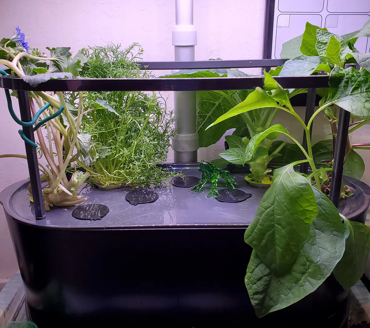 Update #3: Day 41. The plants in this experimental garden were leggy (except for the bird's eye and dwarf sunflower in back…