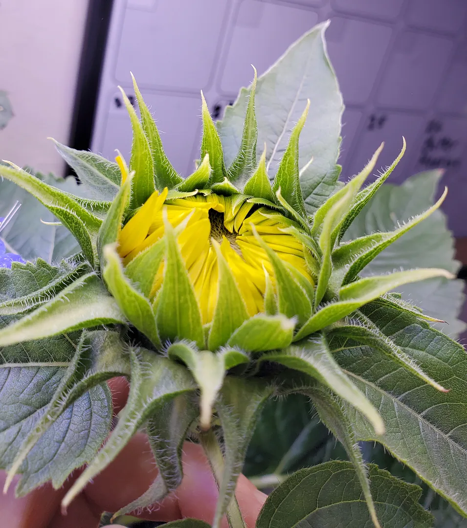 Update #5: Day 63. The bluebells and dwarf sunflower continue to thrive. The birds eye is still producing feathery leaves, …