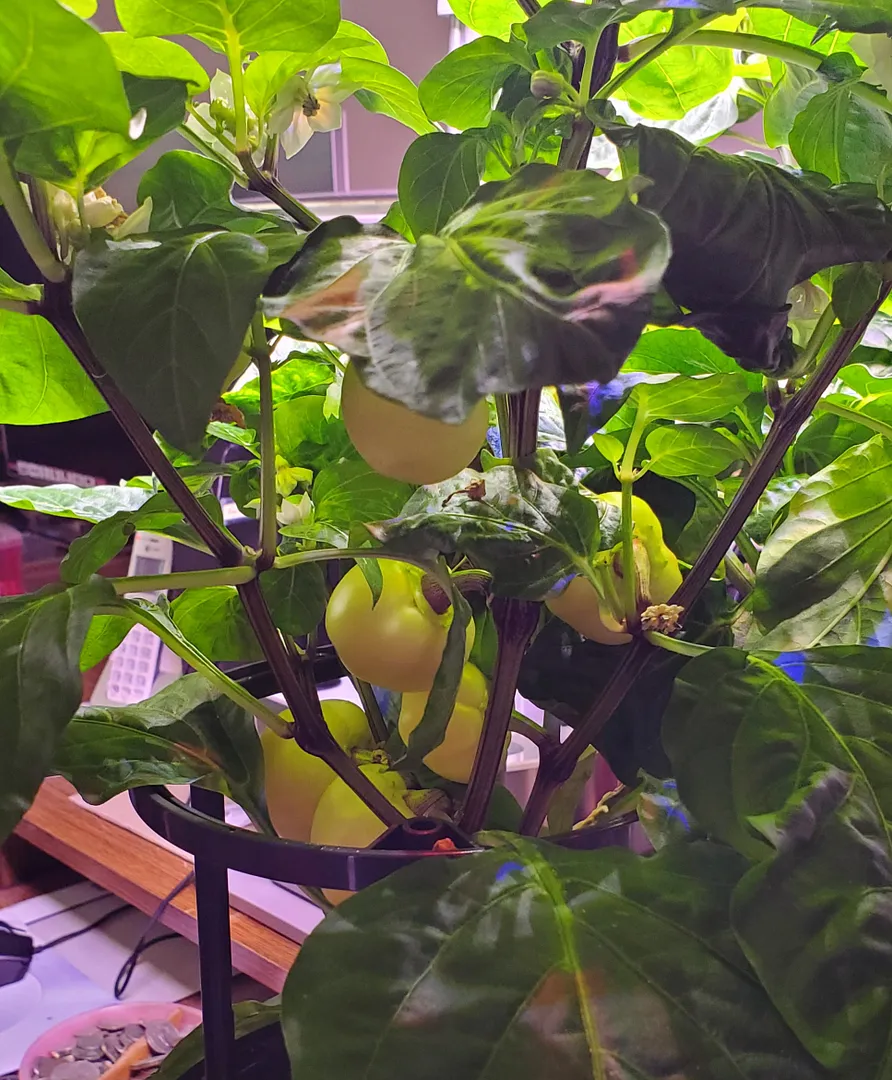Update #6: The Sweet Apple Kambe Peppers are coming along, but none are ripe yet. There is one that is the size of a medium…
