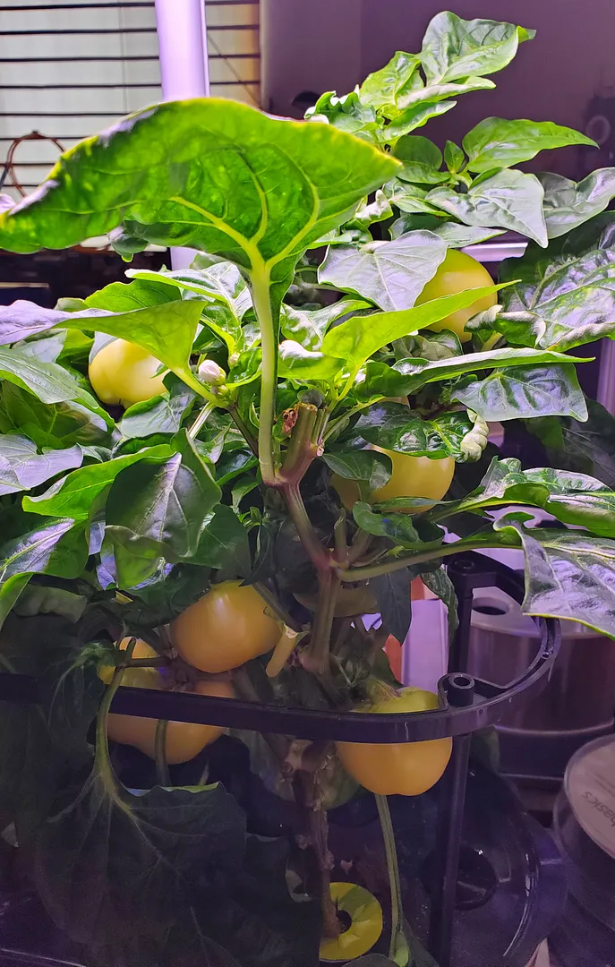 Update #6: The Sweet Apple Kambe Peppers are coming along, but none are ripe yet. There is one that is the size of a medium…