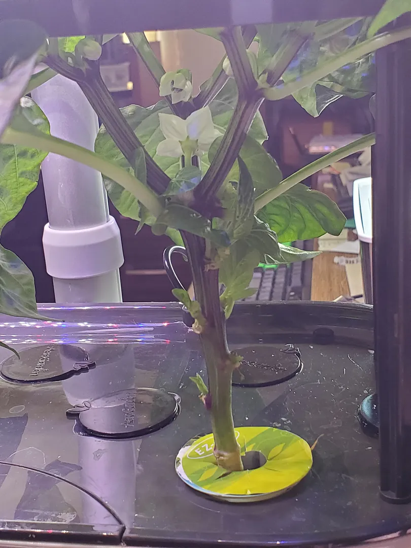 Update #4: The Sweet Apple Kambe pepper on the right--started from one of mike 's seeds--has blossoms! The plant seems more…