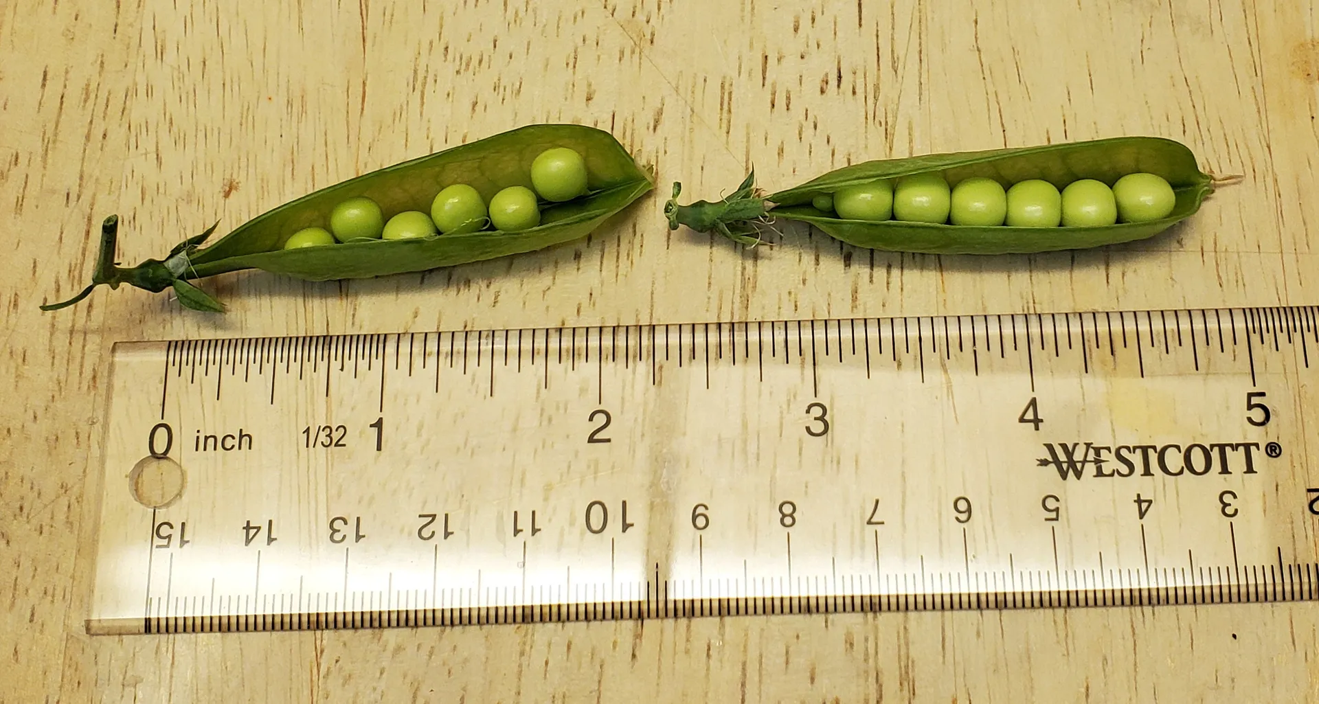 Update #5: Day 37 Lots of pea pods, and two are filled out enough to harvest. The little peas are delicious eaten raw.