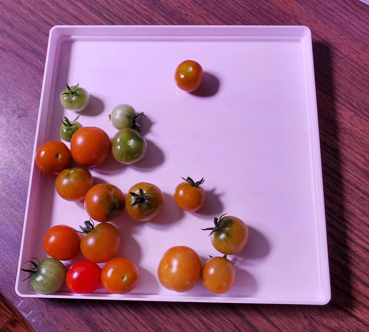 Update #5: These four plants are on their second harvest now. I let the canopies go too long without pruning, but finally g…