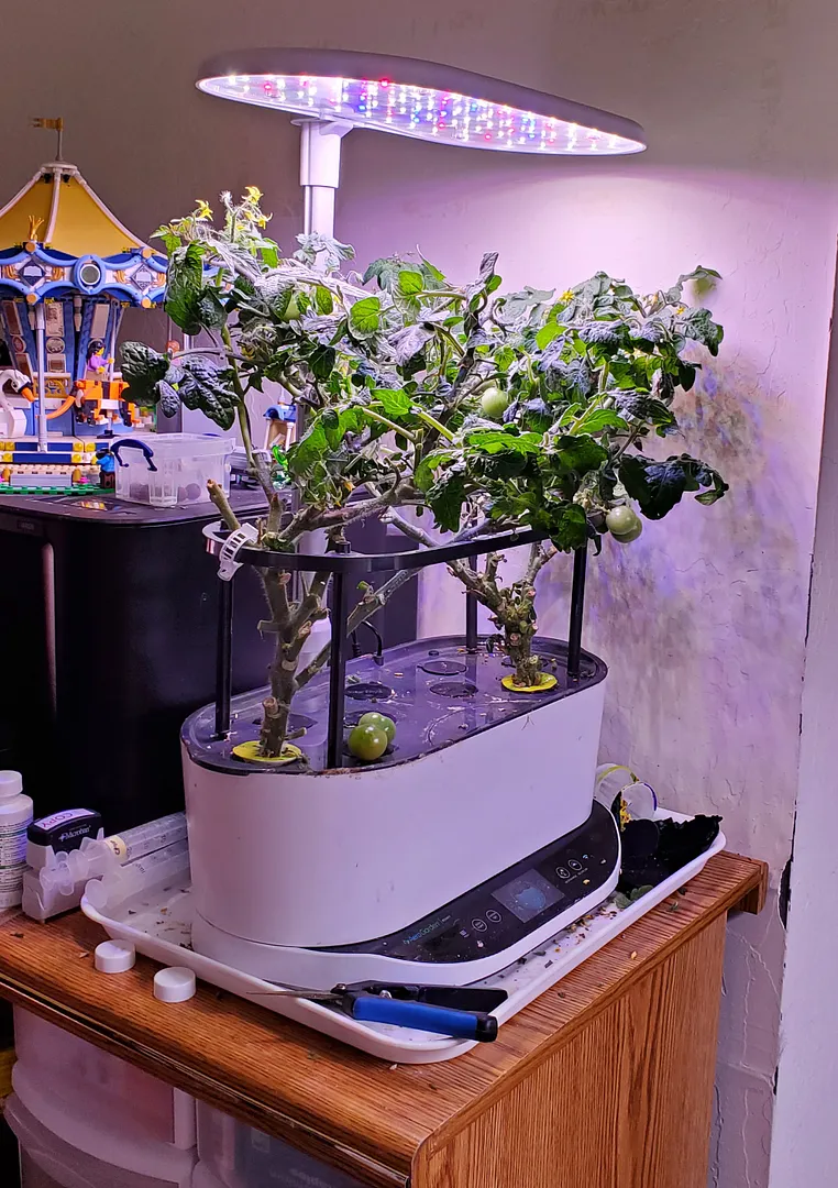 Update #5: These four plants are on their second harvest now. I let the canopies go too long without pruning, but finally g…