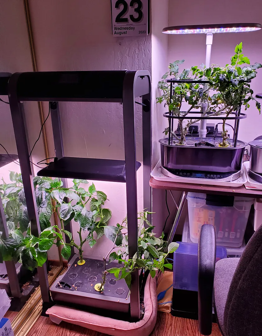 Update #7: Pruned these guys again today. Both had regrown a solid canopy, and were hiding lots of ripe or almost ripe toma…