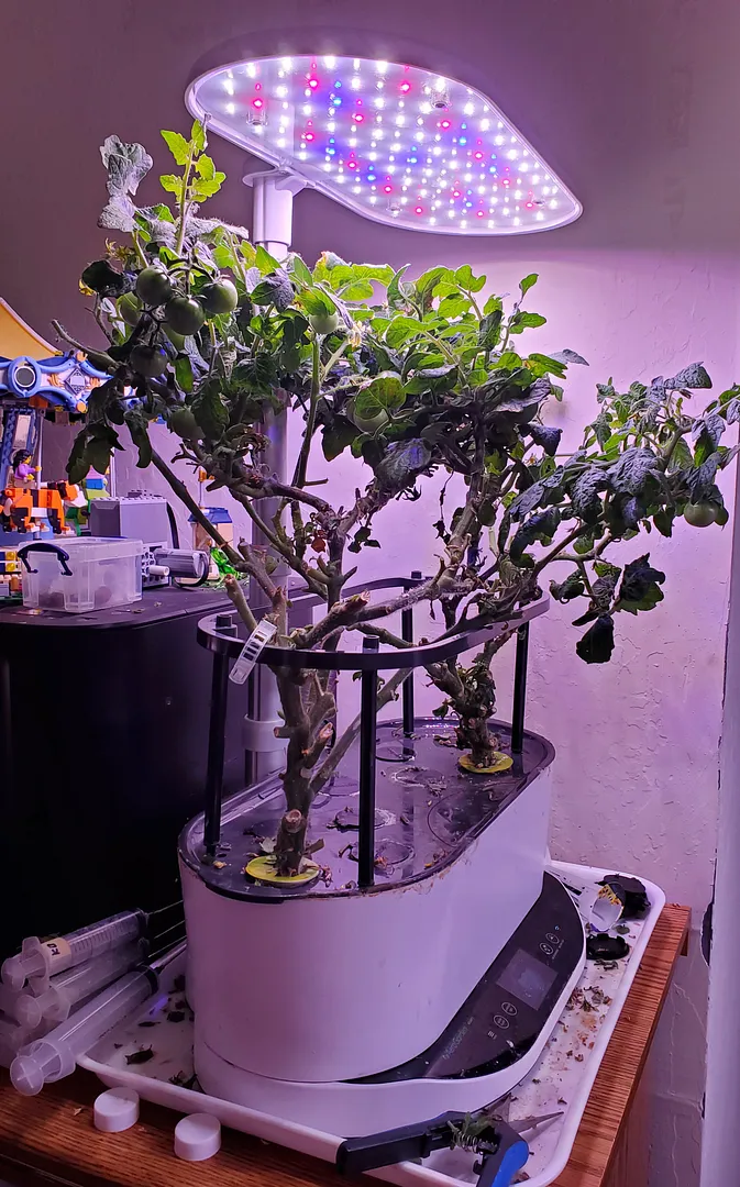 Update #7: Pruned these guys again today. Both had regrown a solid canopy, and were hiding lots of ripe or almost ripe toma…