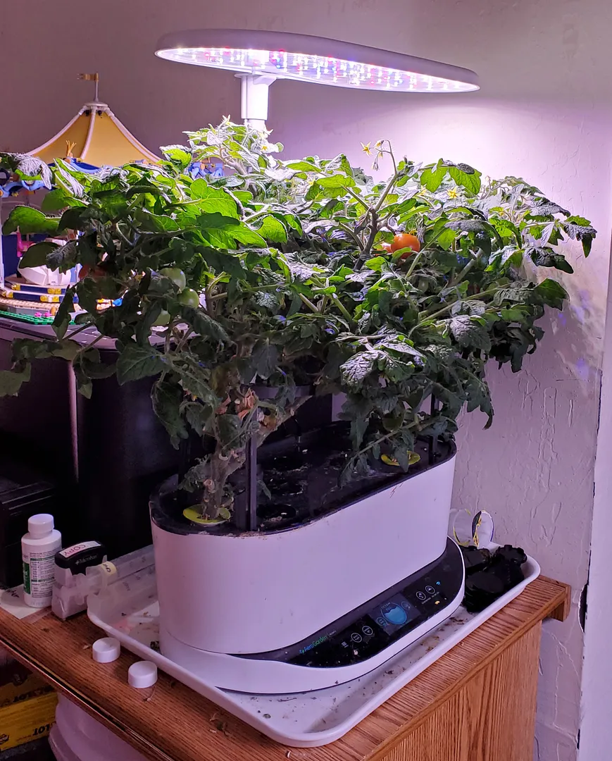 Update #5: These four plants are on their second harvest now. I let the canopies go too long without pruning, but finally g…