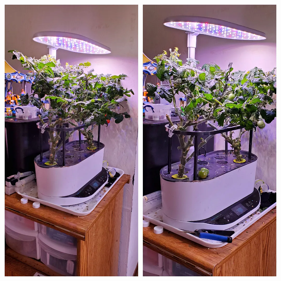 Update #6: Tomato canopies grow back so quickly after pruning! Top 7/20/23; Bottom 7/29/23Left 7/29/23; Right 7/20/23