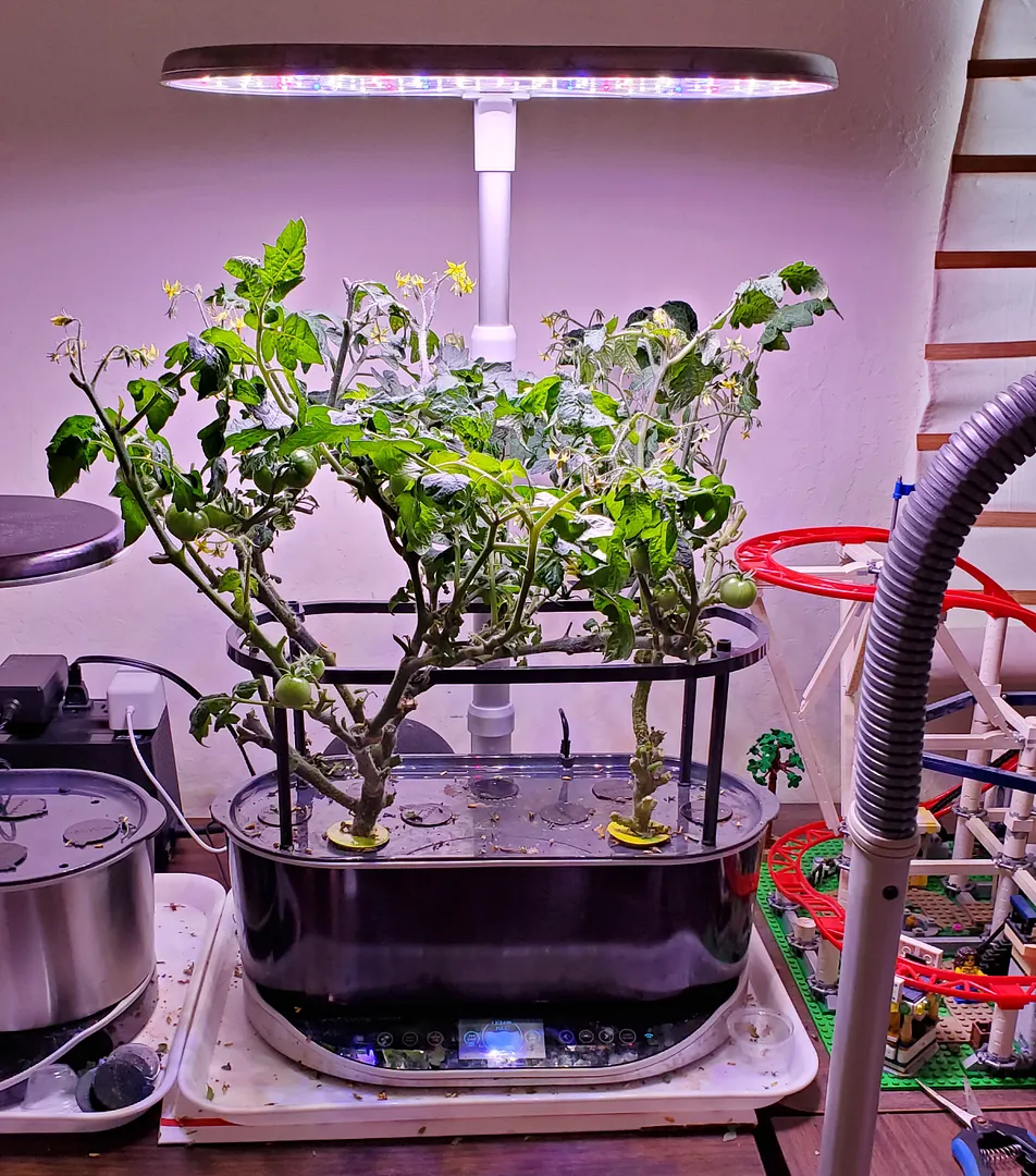 Update #5: These four plants are on their second harvest now. I let the canopies go too long without pruning, but finally g…