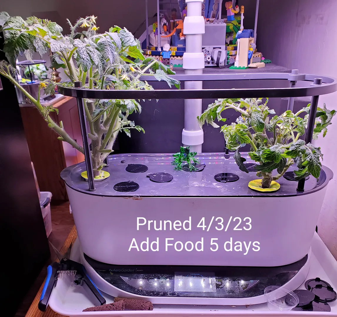 Update #2: As usual, I let the tomatoes go too long without pruning, so there were a lot of big lower leaves sapping energy…