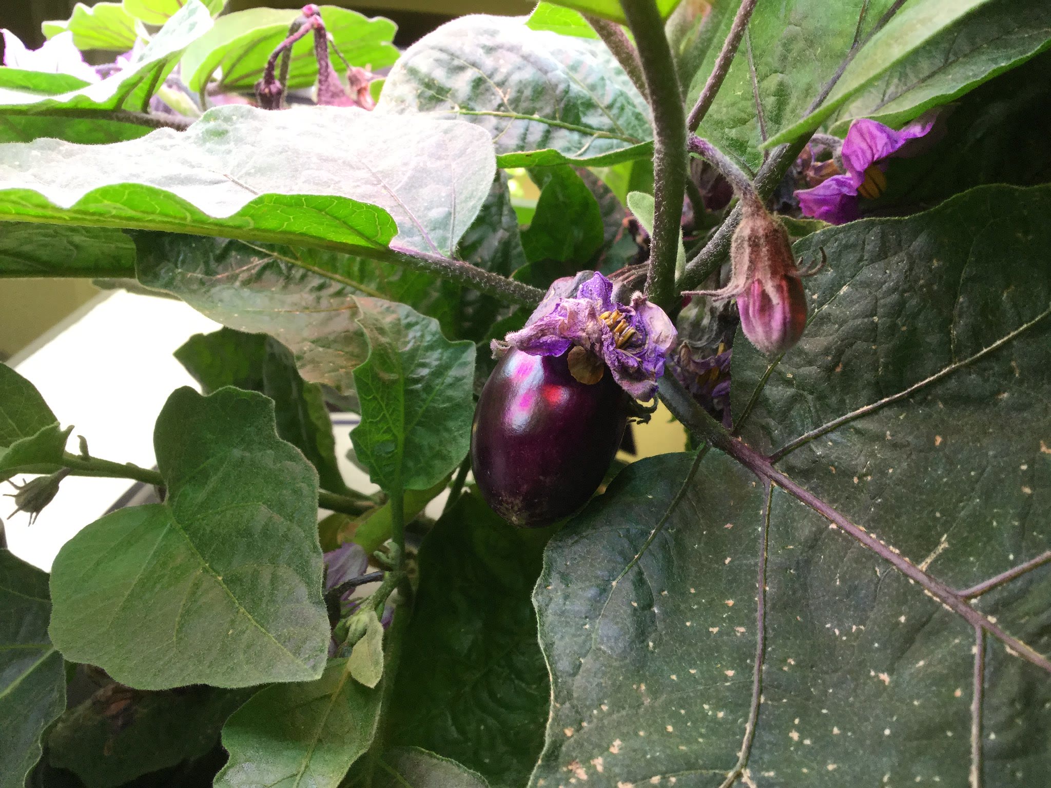 Update #7: These were taken today. They're definitely starting to form some shiny purple beauties. IMG_0447 by Mary Kribs, …