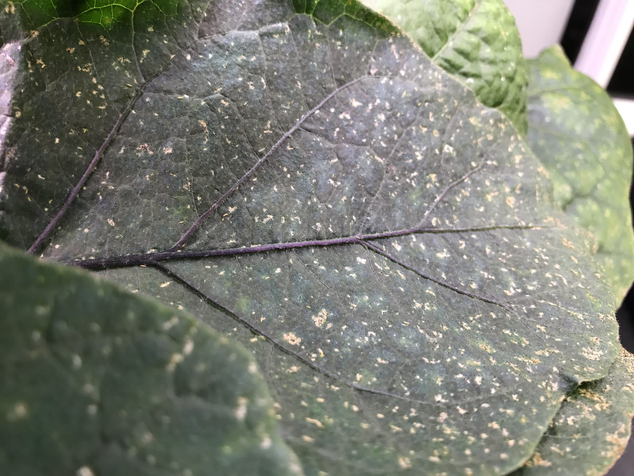 Update #3: I went to take an updated picture of the first flower forming, and I noticed like 4 more clusters of buds! IMG_1…
