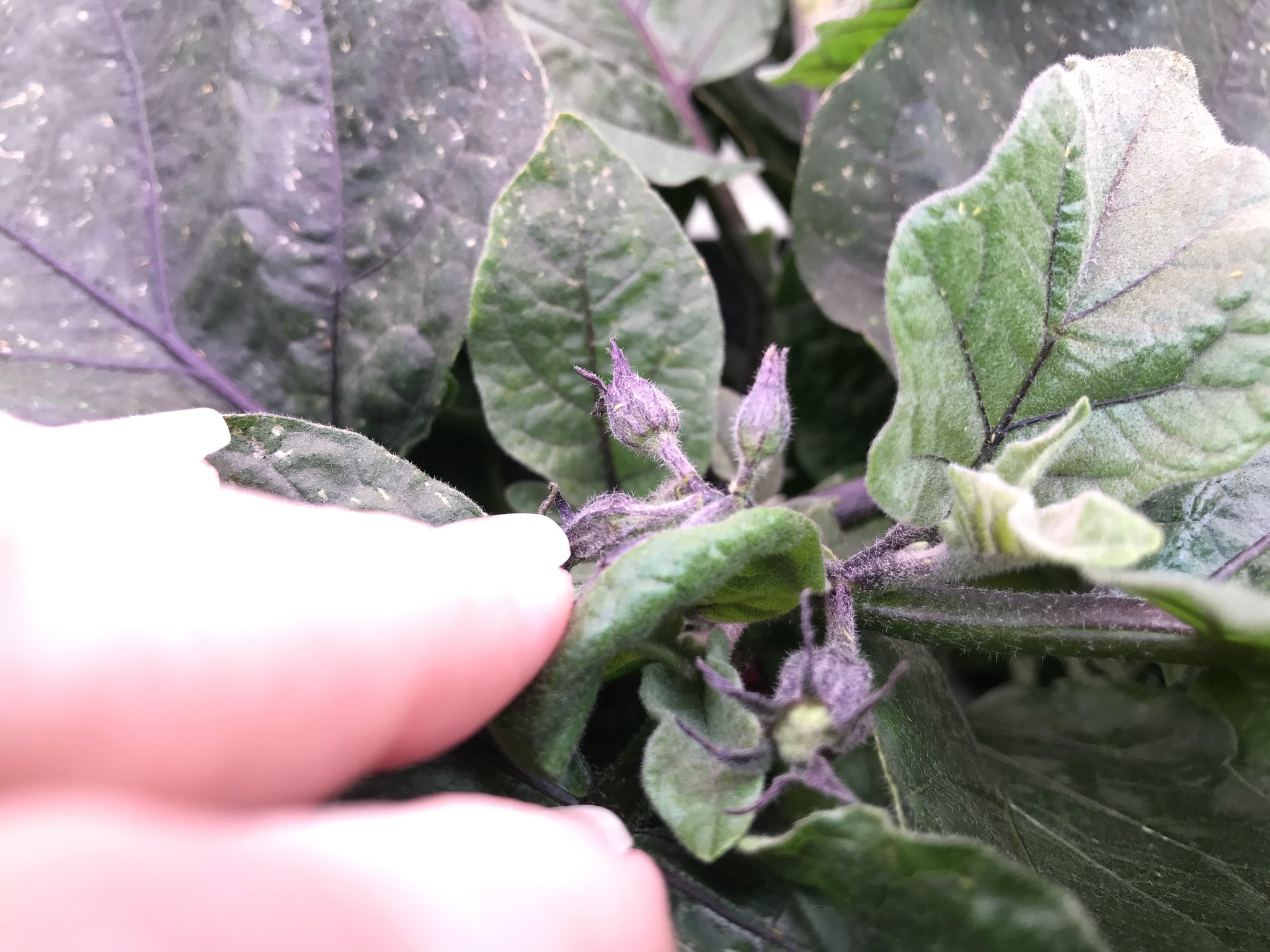Update #2: So I cut 3 of the biggest leaves off. They were exactly front, left and right on the plant, very symmetrical. Yo…