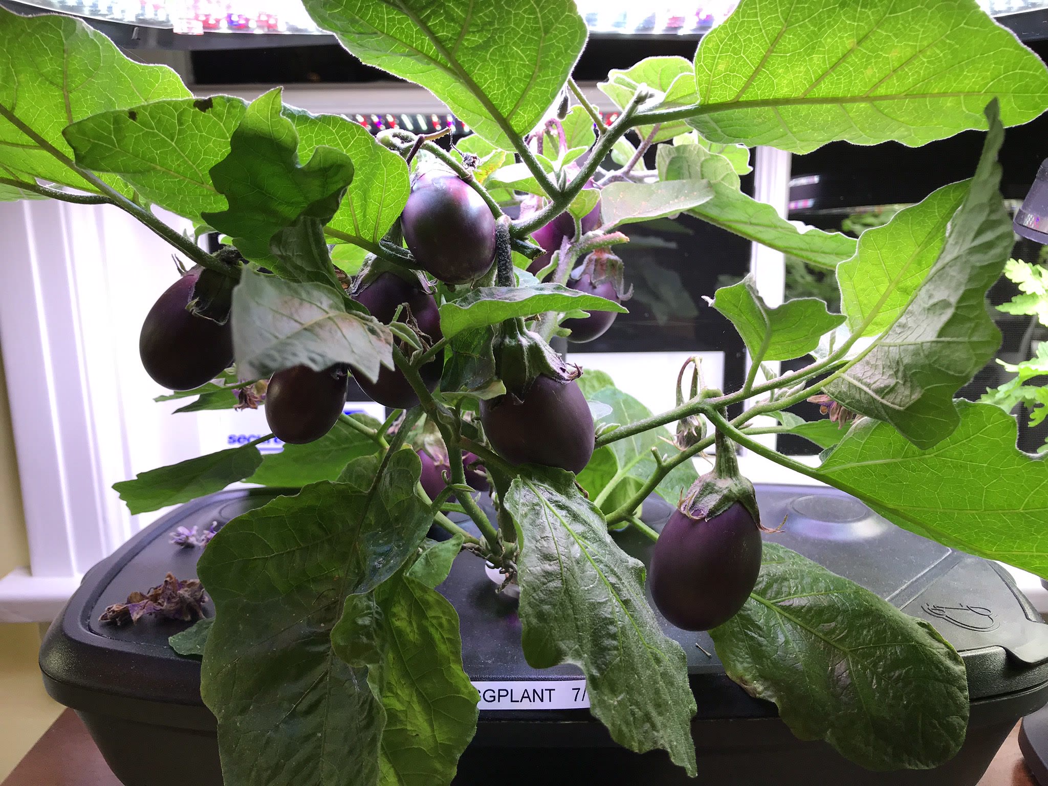 Patio Baby eggplant in AeroGarden: pruning, pollination, transplant, and two harvest waves