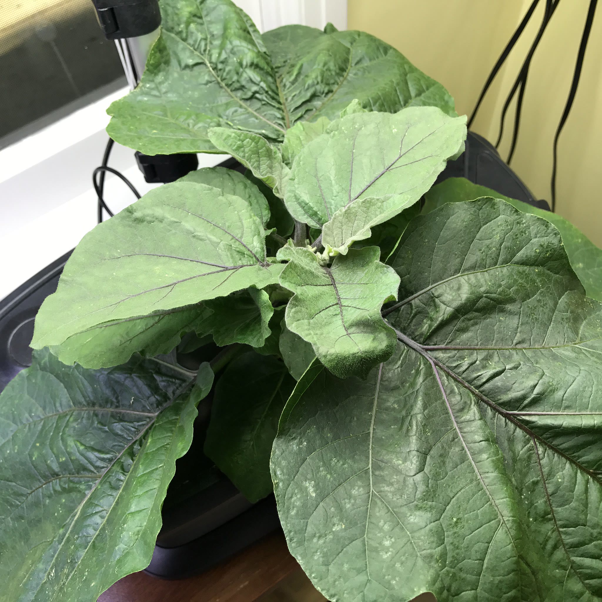 Update #1: I started this patio sized eggplant in July. It is called, aptly enough, "Patio Baby" and is a hybrid mini eggpl…