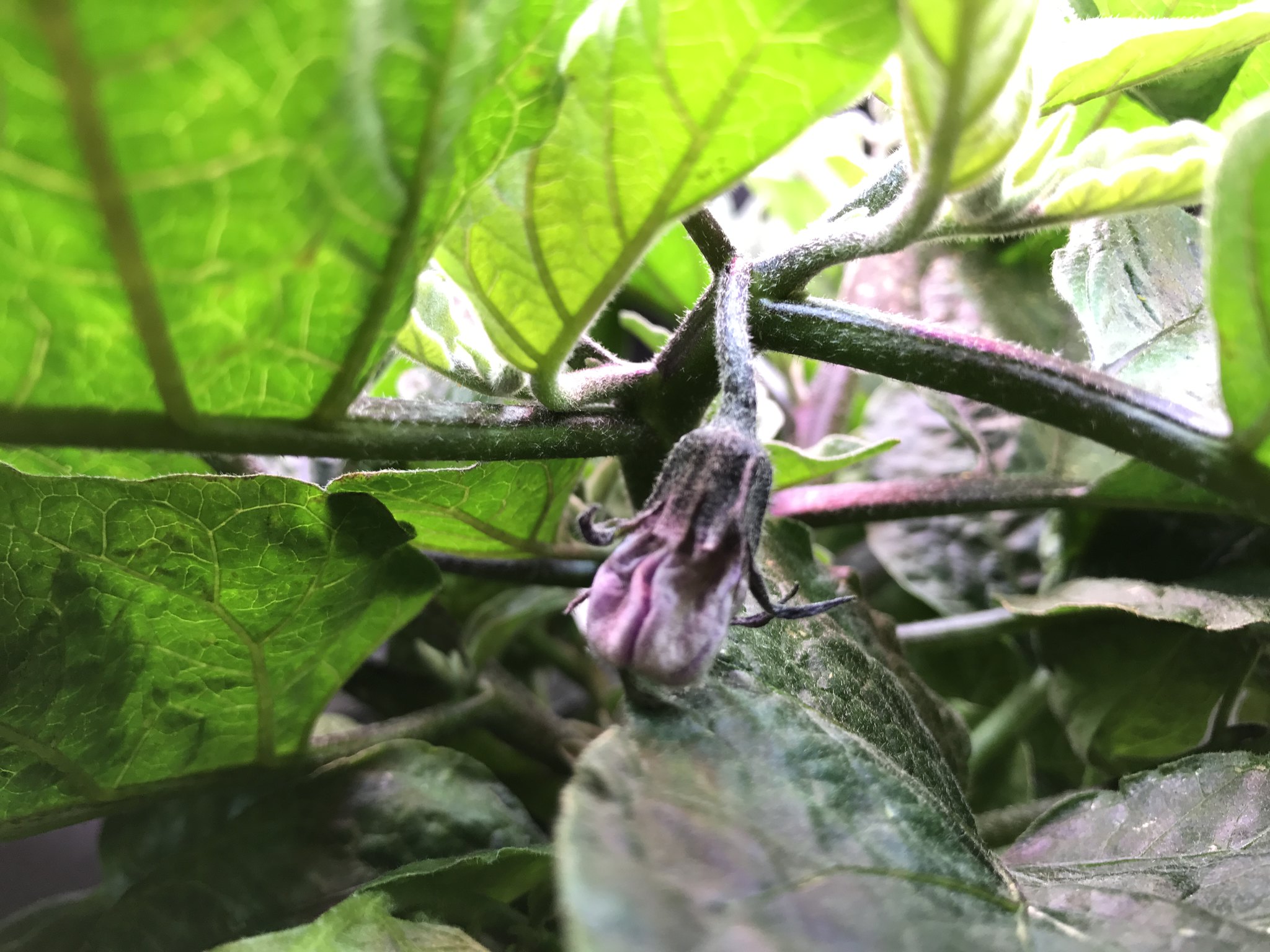 Update #3: I went to take an updated picture of the first flower forming, and I noticed like 4 more clusters of buds! IMG_1…