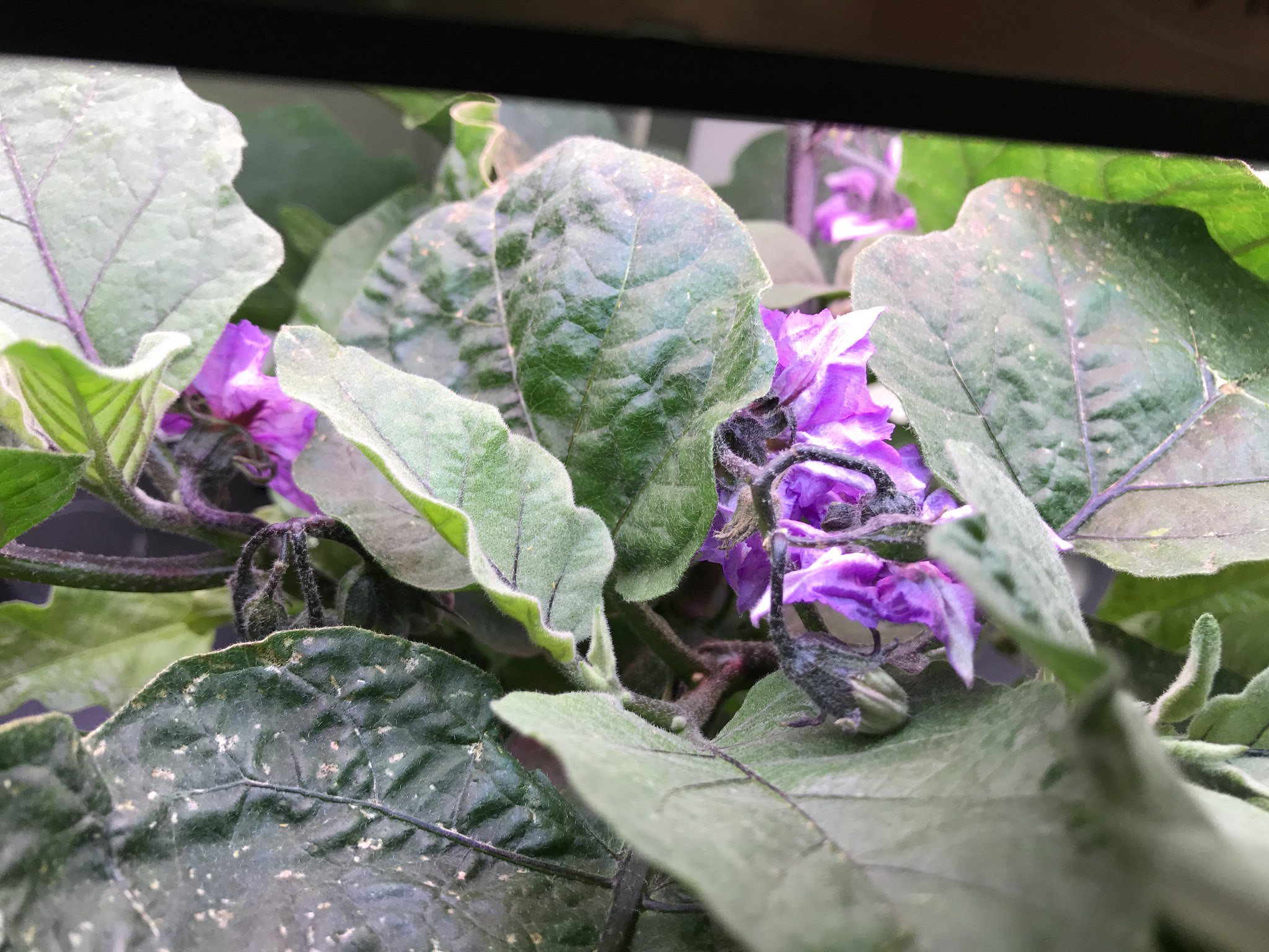 Update #4: I just checked under the leaves and I don't see any webs or critters, at least to my naked eye. What I do see he…