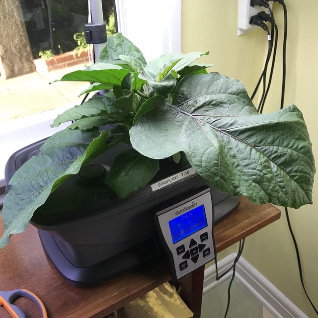 Update #1: I started this patio sized eggplant in July. It is called, aptly enough, "Patio Baby" and is a hybrid mini eggpl…